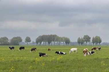 Hollanda, Goudriaan 'da bulutlu bir gökyüzünün altında inekler otluyor ve dinleniyor.