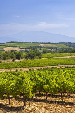 Cotes du Rhone bölgesinde yemyeşil üzüm bağları gelişir ve Mont Ventoux görkemli bir zemin sağlar.
