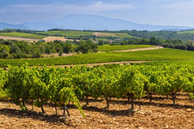 Güney Rhone Vadisi şarap bölgesinde üzüm bağlarında yetişen üzüm bağları arka planda Mont Ventoux yükseliyor.