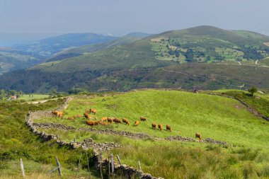 İspanya 'nın Cantabria dağlarındaki yeşil bir çayırda otlayan kahverengi inek sürüsü.