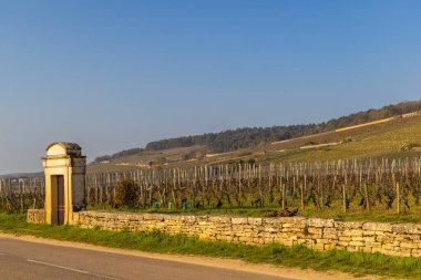 Gevrey Chambertin 'in Bourgogne, Fransa' nın güneşinin altında aydınlanan üzüm bağlarının manzarası.