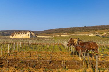 Burgundy 'nin Cote de Nuits şarap bölgesindeki üzüm bağını süren taslak atlar. Arka planda Chateau du Clos de Vougeot var.