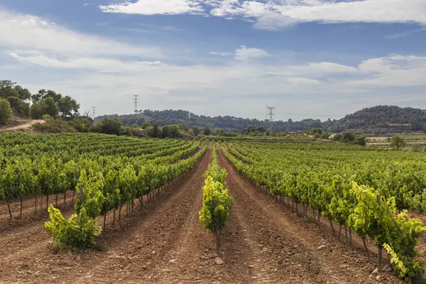 Katalonya 'nın Conca de Barbera bölgesinde yetişen üzüm bağı manzarası, İspanya