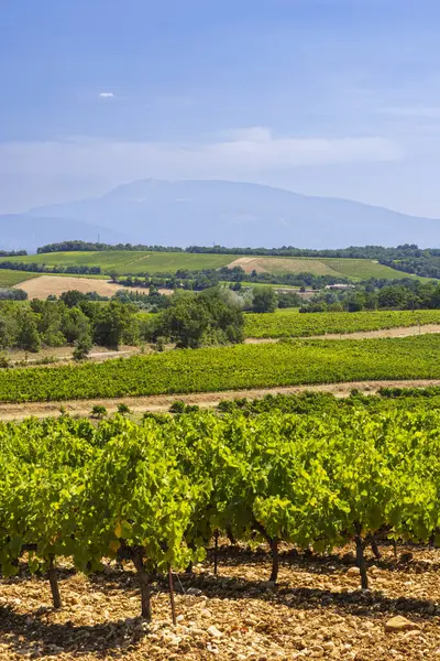 Cotes du Rhone bölgesinde yemyeşil üzüm bağları gelişir ve Mont Ventoux görkemli bir zemin sağlar.
