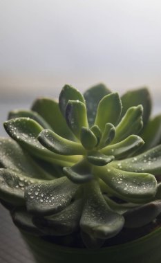 Su damlalarıyla sulu, ferahlık ve büyüme gösteren güzel echeveria 'yı kapatın.
