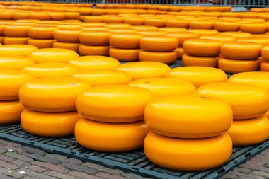 Hollanda, Alkmaar 'da geleneksel peynir pazarı