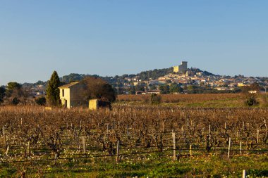 Chateauneuf-du-Pape yakınlarında taşları olan tipik üzüm bağları, Cotes du Rhone, Fransa