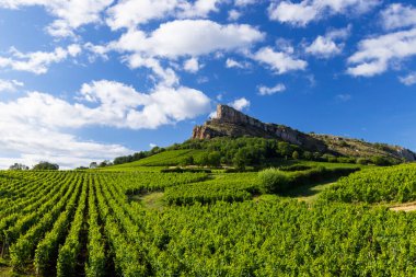 Üzüm bağı olan Solutre Kayası, Burgundy, Solutre-Pouilly, Fransa