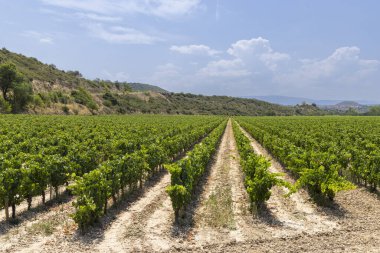 Logrono yakınlarındaki tipik üzüm bağları, Rioja şarap bölgesi, Rioja Alavesa, Bask Ülkesi, İspanya