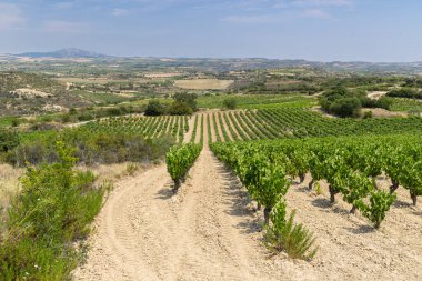 Laguardia yakınlarındaki tipik üzüm bağları, Rioja şarap bölgesi, Rioja Alavesa, Bask Ülkesi, İspanya