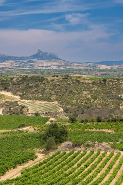 Laguardia yakınlarındaki tipik üzüm bağları, Rioja şarap bölgesi, Rioja Alavesa, Bask Ülkesi, İspanya