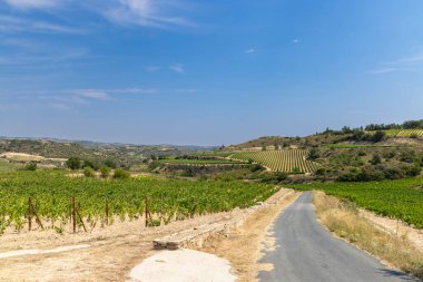 Laguardia yakınlarındaki tipik üzüm bağları, Rioja şarap bölgesi, Rioja Alavesa, Bask Ülkesi, İspanya