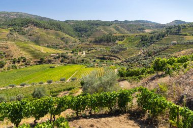 Tua, Alto Douro, Portekiz yakınlarındaki tipik üzüm bağları