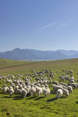 Batı Tatras 'taki (Rohace) koyun sürüsünün arka planında Alçak Tatras (Nizske tatry), Slovakya