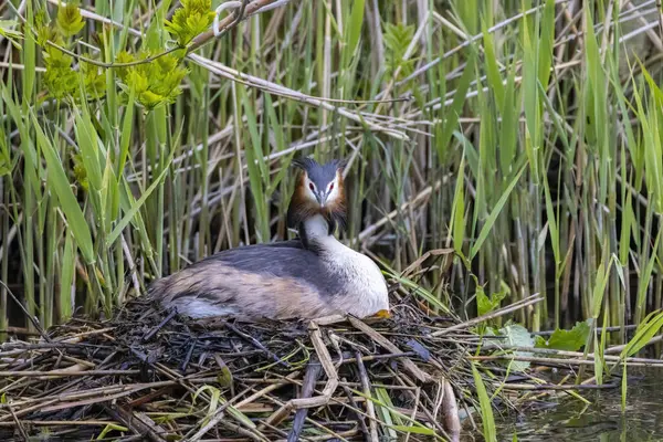 Büyük ibikli yaban ördeği yuvasında sazlıklar ve dallarla inşa edilmiş yumurtalar, bir göletin bitki örtüsü arasında.