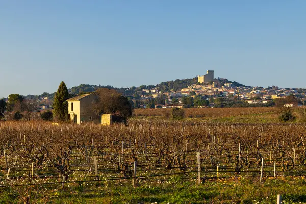Chateauneuf-du-Pape yakınlarında taşları olan tipik üzüm bağları, Cotes du Rhone, Fransa