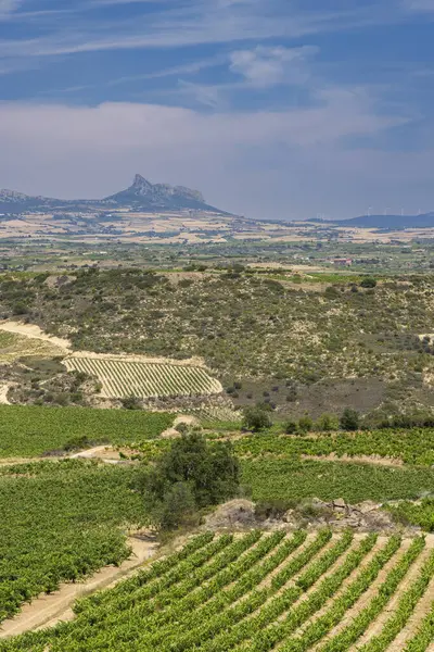 Laguardia yakınlarındaki tipik üzüm bağları, Rioja şarap bölgesi, Rioja Alavesa, Bask Ülkesi, İspanya