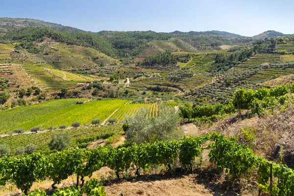 Tua, Alto Douro, Portekiz yakınlarındaki tipik üzüm bağları