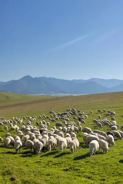 Batı Tatras 'taki (Rohace) koyun sürüsünün arka planında Alçak Tatras (Nizske tatry), Slovakya