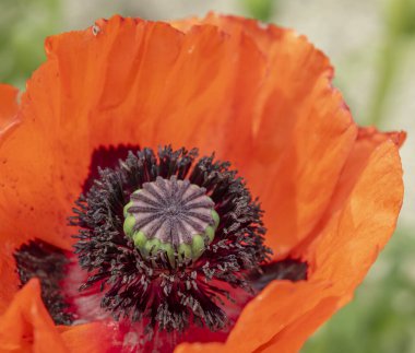 Portakallı gelincik çiçeğinin kapanışı karmaşık detaylarını gözler önüne seriyor.
