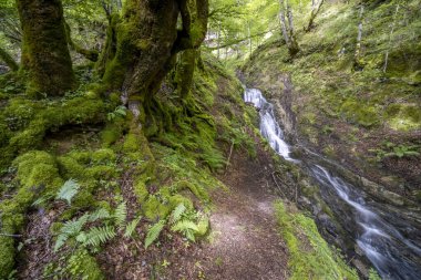 Occitanie, Ustou 'daki canlı yeşil bir ormandan akan şelalenin manzarası Fransız Pireneleri' ndeki doğanın güzelliğini gözler önüne seriyor.