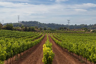 Blancafort, Tarragona, Katalonya, İspanya 'da arka planda tepeler ve elektrik direkleriyle birlikte üzüm bağlarında yetişen üzüm bağları.