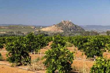 İspanya 'nın Endülüs kentindeki bir tepenin üzerindeki bir ortaçağ şatosunun kalıntılarıyla dolu bir meyve bahçesinde yetişen genç portakal ağaçları.