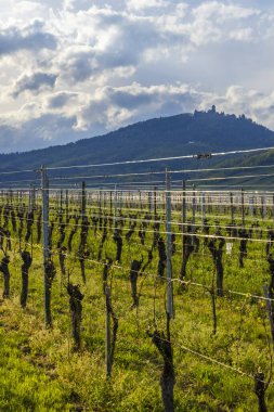 Fransa 'nın başkenti Saint Hippolyte' de bulutlu bir gökyüzünün altında Haut Koenigsbourg Kalesi 'nin yakınındaki üzüm bağlarının arasında yeşil çimenler yetişiyor.