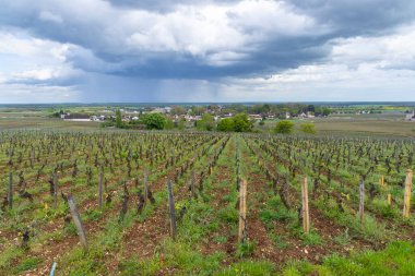 Chambolle Musigny üzüm bağlarında, bulutlu gökyüzünün altında Fransa 'nın Bourgogne bölgesinde yağmur yağan sarmaşıklar büyüyor.