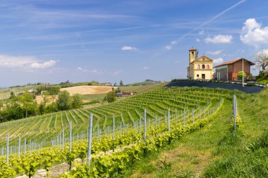 Piedmont 'taki Langhe tepelerinde, Dogliani kasabası yakınlarında, manzaraya bakan bir kilise ile birlikte üzüm bağları sıraları büyüyor.