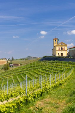 Dogliani, Piedmont, İtalya 'da açık mavi bir gökyüzünün altındaki bir kiliseyi çevreleyen üzüm bağlarının manzarası.