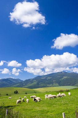 Pribylina, Slovakya 'da yeşil çayırlarda otlayan koyun sürüsü, arkasında dağlar ve mavi gökyüzü var.