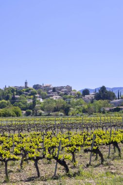 Fransa 'nın Provence kentindeki Vaucluse departmanındaki Faucon ortaçağ köyünün altında baharda yeşil üzüm bağları büyüyor.