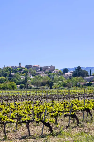 Fransa 'nın Provence kentindeki Vaucluse departmanındaki Faucon ortaçağ köyünün altında baharda yeşil üzüm bağları büyüyor.
