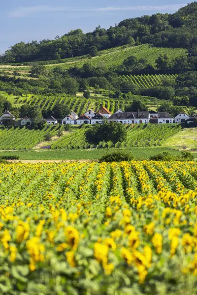 Avusturya, Aşağı Avusturya tepelerinde üzüm bağları olan Hadres köyünün önünde açan ayçiçeği tarlasının manzarası