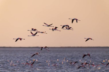 Büyük Flamingolar Camargue, Provence Alpes Cote d 'Azur' da pembe bir günbatımında