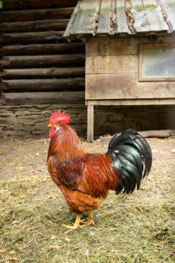 Güzel horoz, Slovakya 'nın Zuberec kentindeki Orava Köyü Müzesi' nin geleneksel ahşap kümesinin yanında duruyor.