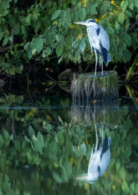 Uzun gagalı gri balıkçıl bir bitkinin yakınındaki bir gölün suyuna yansıyan bir kütük üzerinde duruyor.