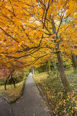 Colorful maple trees showing autumn foliage in Botanical Garden, Banska Stiavnica, Slovakia