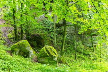 Çekoslovakya 'nın Hruba Skala kentindeki yemyeşil bir ormanda bitki örtüsüyle kaplanmış yosunlu kayalar ve kumtaşı kayalıkları sakin bir doğal manzara yaratıyor.
