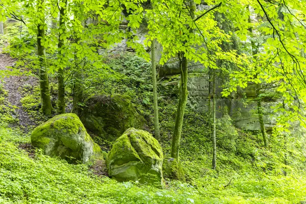 Çekoslovakya 'nın Hruba Skala kentindeki yemyeşil bir ormanda bitki örtüsüyle kaplanmış yosunlu kayalar ve kumtaşı kayalıkları sakin bir doğal manzara yaratıyor.