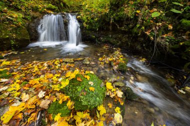 Renkli sonbahar yapraklarıyla kaplı yosunlu kayaların üzerinde akan küçük şelalenin manzarası Slovakya 'da güzel bir doğal manzara yaratıyor.