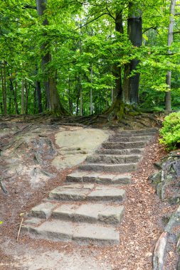 Çek Cumhuriyeti 'nin Hruba Skala kentindeki sakin bir ormandan yükselen taş merdivenler keşif ve sükuneti davet ediyor.
