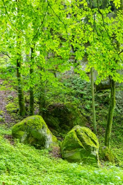 Çekoslovakya 'nın Hruba Skala kentindeki canlı bir orman sahnesinde kayaları ve zemini kaplayan yeşil yosun huzurlu ve doğal bir ortam yaratıyor.