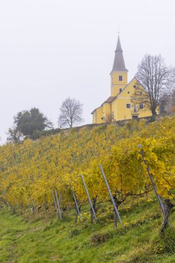 Kapfenstein, Styria, Avusturya 'da sonbahar renklerinde bir üzüm bağına bakan sarı bir kilisenin manzarası