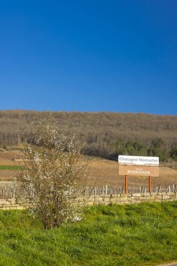 Chassagne Montrachet ve Bourgogne şarap bölgesini gösteren kahverengi tahta yol tabelası baharın başlarında açan bir ağacın yanında.