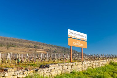 Fransa 'nın Bourgogne şarap bölgesinde Chassagne Montrachet üzüm bağlarını gösteren tabela.