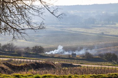 Kış mevsiminde Santenay üzüm bağlarındaki yanan sarmaşıklardan yükselen duman, Cote d 'Or, Bourgogne Franche Comte, Fransa