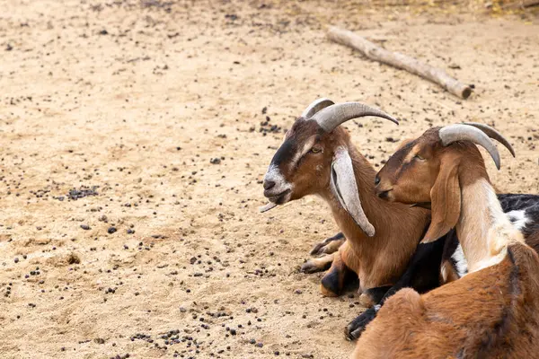 Chvalovice, Çek Cumhuriyeti 'nde kumlu zeminde dinlenen iki kahverengi ve beyaz keçi.