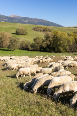 Güneşli bir sonbahar gününde dağların yakınında yeşil bir çayırda otlayan koyun sürüsü.